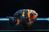 Jumbo Milk Cow Ranchu  Calico 5 Inch (ID#1203R9a-116)