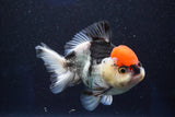 Short Body Thai Oranda  Tricolor 4.5 Inch (ID#1001To14a-53) Free2Day SHIPPING