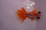 Butterfly  Red White 3.5 Inch (ID#404B8b-31) Free2Day SHIPPING