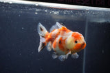 Yuan Bao Oranda  Calico 4 Inch (ID#1217Yb10b-64) Free2Day SHIPPING