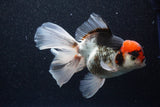 Thai Oranda  Tricolor 5.5 Inch (ID#1101To6b-103)