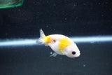 Baby Ranchu  Calico 2.5 Inch (ID#1011R9c-49) Free2Day SHIPPING