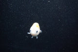 Baby Ranchu  Calico 2.5 Inch (ID#1011R9c-49) Free2Day SHIPPING