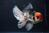 Thai Oranda  Tricolor 5.5 Inch (ID#1101To6b-103)