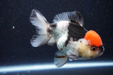 Short Body Thai Oranda  Tricolor 4.5 Inch (ID#1001To14a-53) Free2Day SHIPPING