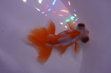 Butterfly  Red White 3.5 Inch (ID#404B8b-31) Free2Day SHIPPING