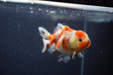 Yuan Bao Oranda  Calico 4 Inch (ID#1217Yb10b-64) Free2Day SHIPPING