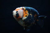 Jumbo Milk Cow Ranchu  Calico 5 Inch (ID#1203R9a-116)