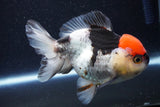 Short Body Thai Oranda  Tricolor 4.5 Inch (ID#1001To14a-53) Free2Day SHIPPING