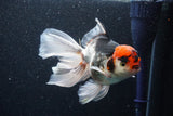 Thai Oranda  Tricolor 5.5 Inch (ID#1101To6b-103)