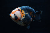 Jumbo Milk Cow Ranchu  Calico 5 Inch (ID#1203R9a-116)