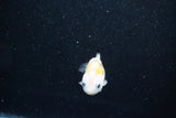 Baby Ranchu  Calico 2.5 Inch (ID#1011R9c-49) Free2Day SHIPPING