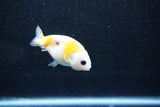 Baby Ranchu  Calico 2.5 Inch (ID#1011R9c-49) Free2Day SHIPPING