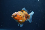 Yuan Bao Oranda  Calico 3.5 Inch (ID#1217Yb10b-65) Free2Day SHIPPING