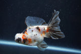Butterfly  Calico 4 Inch (ID#404B8b-32) Free2Day SHIPPING