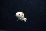 Baby Ranchu  Calico 2.5 Inch (ID#1011R9c-49) Free2Day SHIPPING