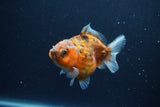 Yuan Bao Oranda  Calico 3.5 Inch (ID#1217Yb10b-65) Free2Day SHIPPING