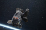 Short Body Thai Oranda  Tricolor 5 Inch (ID#1001To14a-54) Free2Day SHIPPING