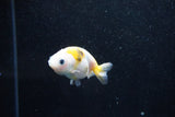 Baby Ranchu  Calico 2.5 Inch (ID#1011R9c-49) Free2Day SHIPPING