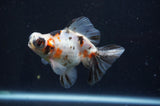 Butterfly  Calico 4 Inch (ID#404B8b-32) Free2Day SHIPPING
