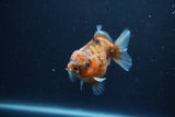 Yuan Bao Oranda  Calico 3.5 Inch (ID#1217Yb10b-65) Free2Day SHIPPING