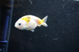 Baby Ranchu  Calico 2.5 Inch (ID#1011R9c-49) Free2Day SHIPPING