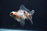 Butterfly  Calico 4 Inch (ID#404B8b-32) Free2Day SHIPPING