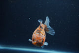 Yuan Bao Oranda  Calico 3.5 Inch (ID#1217Yb10b-65) Free2Day SHIPPING