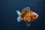 Yuan Bao Oranda  Calico 3.5 Inch (ID#1217Yb10b-65) Free2Day SHIPPING