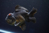 Short Body Thai Oranda  Tricolor 5 Inch (ID#1001To14a-54) Free2Day SHIPPING