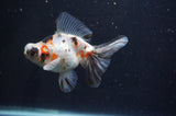 Butterfly  Calico 4 Inch (ID#404B8b-32) Free2Day SHIPPING
