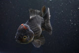 Short Body Thai Oranda  Tricolor 5 Inch (ID#1001To14a-54) Free2Day SHIPPING