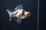 Butterfly  Calico 4 Inch (ID#404B8b-32) Free2Day SHIPPING