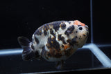 Jumbo Milk Cow Ranchu  Calico 5 Inch (ID#1129R9a-114)