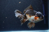 Thai Oranda  Tricolor 6 Inch (ID#1101To6a-104)