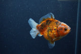 Yuan Bao Oranda  Calico 3.5 Inch (ID#1217Yb10b-65) Free2Day SHIPPING