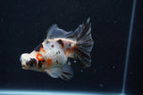 Butterfly  Calico 4 Inch (ID#404B8b-32) Free2Day SHIPPING