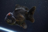 Short Body Thai Oranda  Tricolor 5 Inch (ID#1001To14a-54) Free2Day SHIPPING