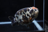 Jumbo Milk Cow Ranchu  Calico 5 Inch (ID#1129R9a-114)