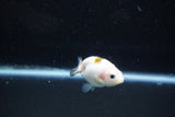 Baby Ranchu  Calico 2.5 Inch (ID#1011R9c-50) Free2Day SHIPPING