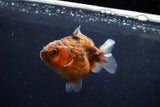 Yuan Bao Oranda  Calico 3.5 Inch (ID#1217Yb10b-65) Free2Day SHIPPING