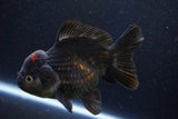 Short Body Thai Oranda  Tricolor 5 Inch (ID#1001To14a-54) Free2Day SHIPPING