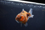 Yuan Bao Oranda  Calico 3.5 Inch (ID#1217Yb10b-65) Free2Day SHIPPING