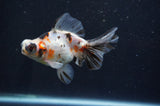Butterfly  Calico 4 Inch (ID#404B8b-32) Free2Day SHIPPING
