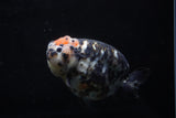 Jumbo Milk Cow Ranchu  Calico 5 Inch (ID#1129R9a-114)