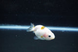 Baby Ranchu  Calico 2.5 Inch (ID#1011R9c-50) Free2Day SHIPPING