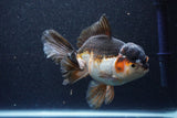 Thai Oranda  Tricolor 6 Inch (ID#1101To6a-104)