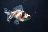 Butterfly  Calico 4 Inch (ID#404B8b-32) Free2Day SHIPPING