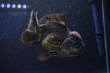 Short Body Thai Oranda  Tricolor 5 Inch (ID#1001To14a-54) Free2Day SHIPPING