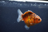 Yuan Bao Oranda  Calico 3.5 Inch (ID#1217Yb10b-65) Free2Day SHIPPING